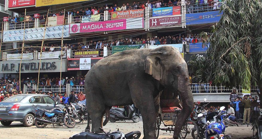 Bloodied elephant rampages through Indian city