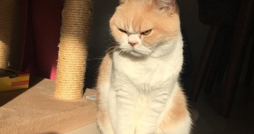 Кошка стала звездой Сети Кошка стала звездой Сети