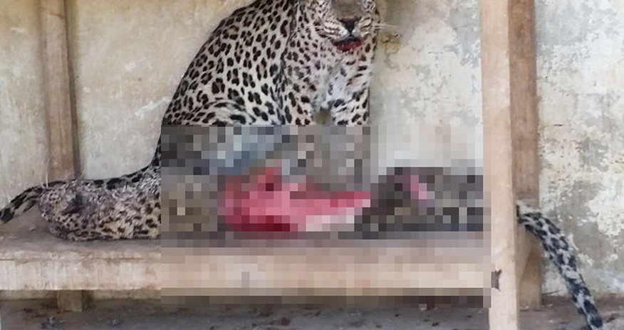 Starving animals become cannibals to survive in war-ravaged zoo Starving animals become cannibals to survive in war-ravaged zoo