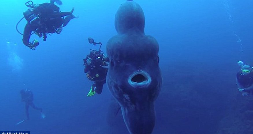 World's biggest bony fish gets its closeup World's biggest bony fish gets its closeup