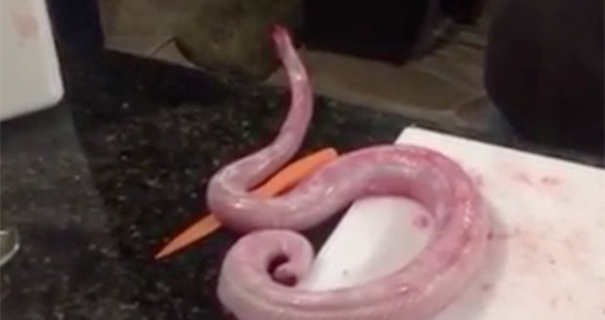 Gutted and skinned zombie rattlesnake comes back from dead to attack chef Gutted and skinned zombie rattlesnake comes back from dead to attack chef