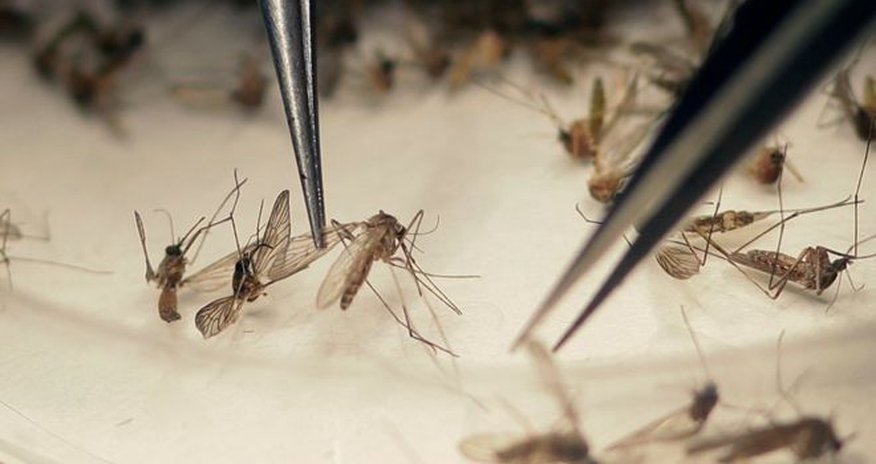 Zika virus: Sexual transmission 'more common than thought' Zika virus: Sexual transmission 'more common than thought'