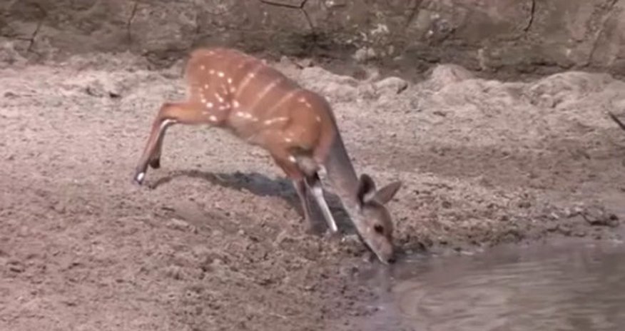 Deer nearly swallowed whole when beast leaps from water Deer nearly swallowed whole when beast leaps from water