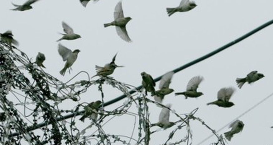 Исполняется распоряжения о помиловании Исполняется распоряжения о помиловании