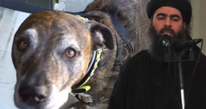 Suspicion that DOG is a vicious ISIS jihadi makes bank freeze funds Suspicion that DOG is a vicious ISIS jihadi makes bank freeze funds