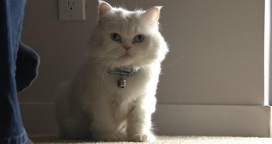 Кота-беженца вернули хозяевам Кота-беженца вернули хозяевам