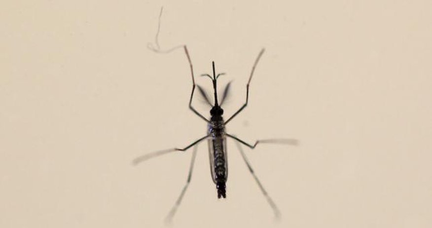 Zika mystery deepens with evidence of nerve cell infections Zika mystery deepens with evidence of nerve cell infections