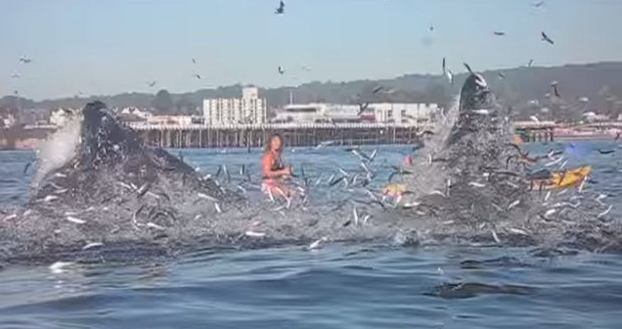 Surfer stunned when giant beast bursts from water – nearly swallowing her Surfer stunned when giant beast bursts from water – nearly swallowing her