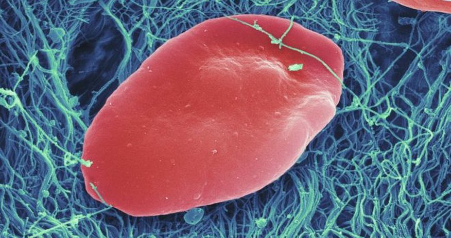 Huge leap to mass produced platelets Huge leap to mass produced platelets
