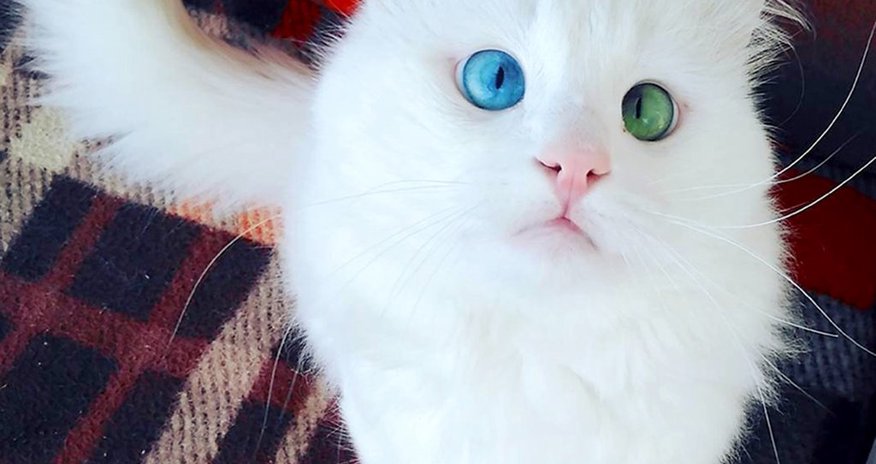 Самый красивый в мире кот Самый красивый в мире кот