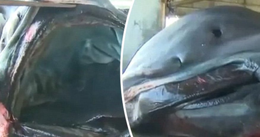 Monumental 'megamouth' shark caught causing utter panic Monumental 'megamouth' shark caught causing utter panic
