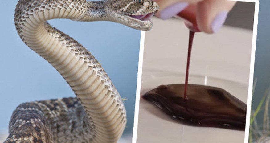 This is what happens to human blood if you get bitten by a snake This is what happens to human blood if you get bitten by a snake