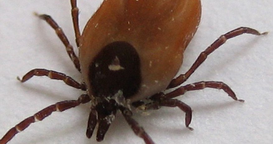 'Lyme disease is a ticking time bomb' 'Lyme disease is a ticking time bomb'