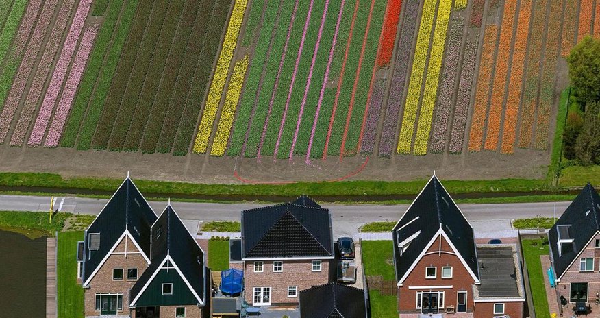 The flowers that cost more than house The flowers that cost more than house