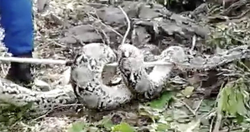 Enormous 100KILO python captured while laying eggs Enormous 100KILO python captured while laying eggs