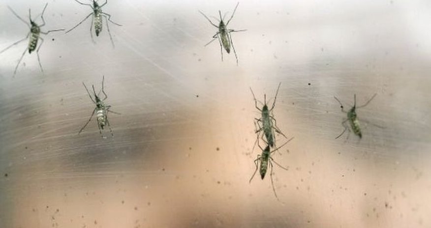 Yellow fever outbreak could become 'global emergency' Yellow fever outbreak could become 'global emergency'