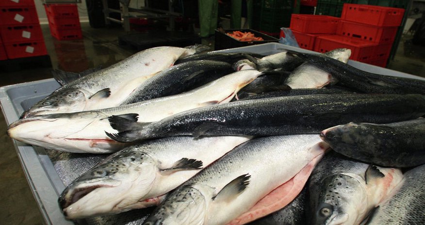 Иран начнет экспорт рыбной и сельскохозяйственной продукции в Россию Иран начнет экспорт рыбной и сельскохозяйственной продукции в Россию
