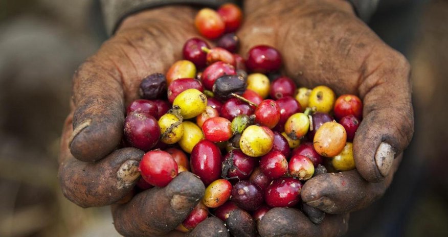 An revolution end to "second-hand" coffee An revolution end to "second-hand" coffee