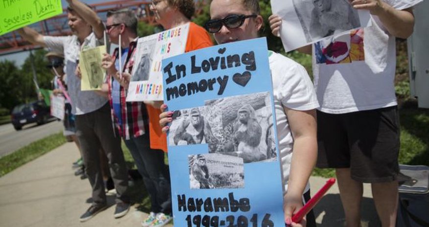 Cincinnati Zoo gorilla shooting: Police to investigate Cincinnati Zoo gorilla shooting: Police to investigate