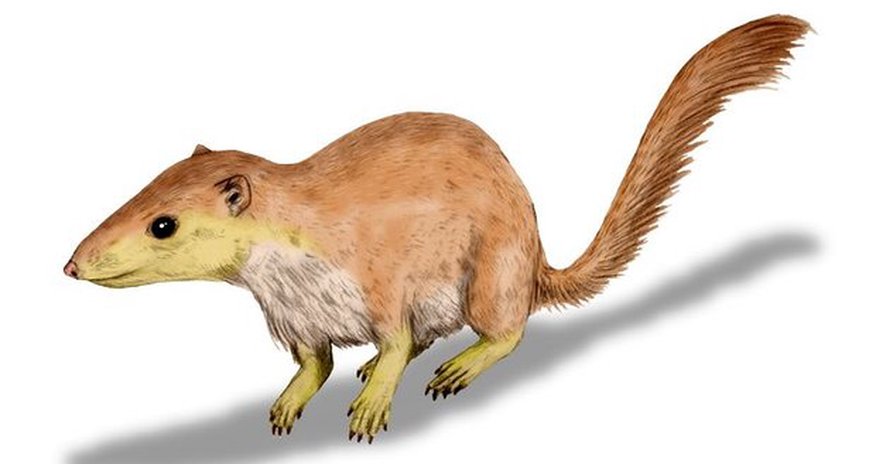 Rise of the mammals began before dinosaur extinction, research suggests Rise of the mammals began before dinosaur extinction, research suggests