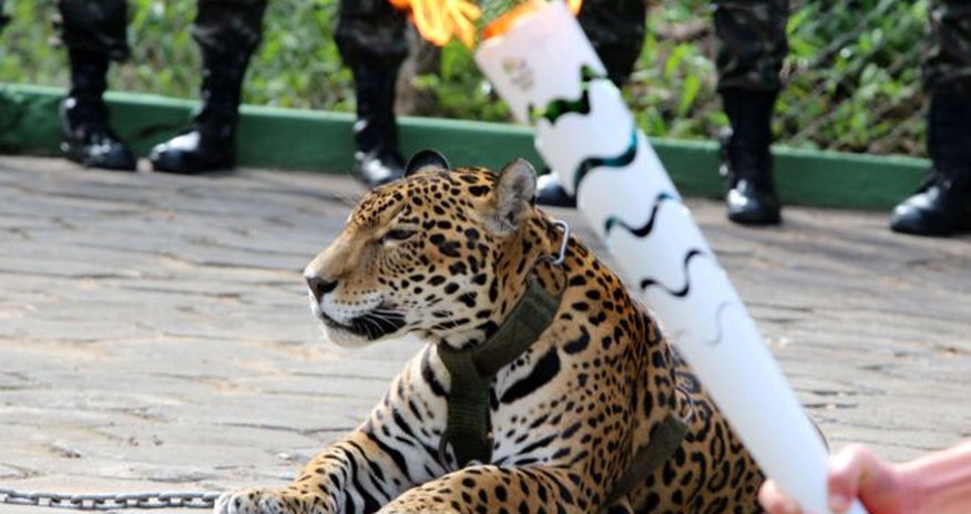 Jaguar in Amazon torch relay shot dead Jaguar in Amazon torch relay shot dead