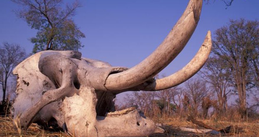 The people who ate elephant heads The people who ate elephant heads