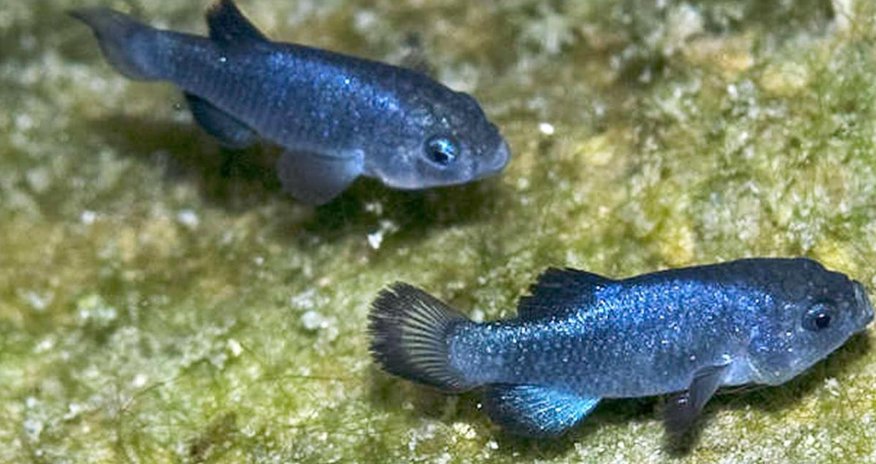The world's loneliest species came from The world's loneliest species came from