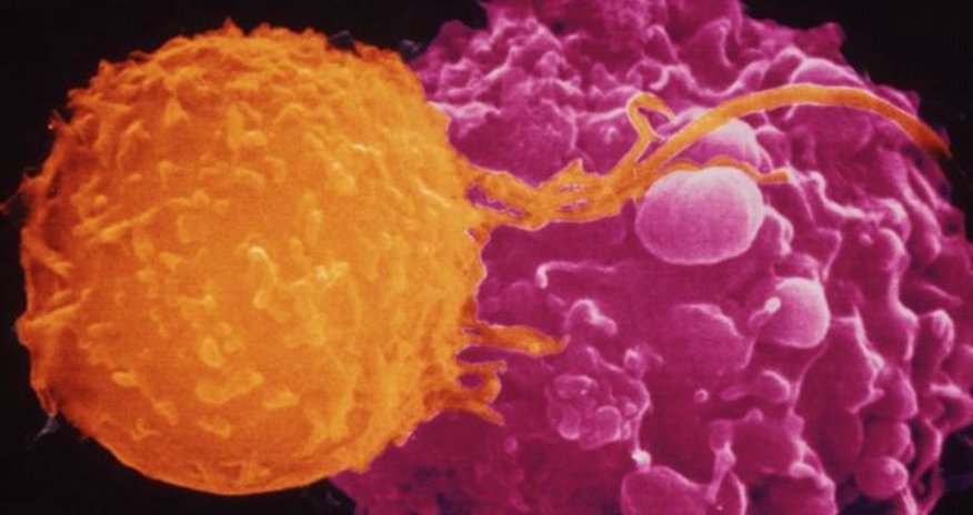 'Civil war' in immune system can fight disease 'Civil war' in immune system can fight disease