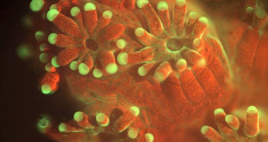 Microscope observes life of the ocean floor Microscope observes life of the ocean floor