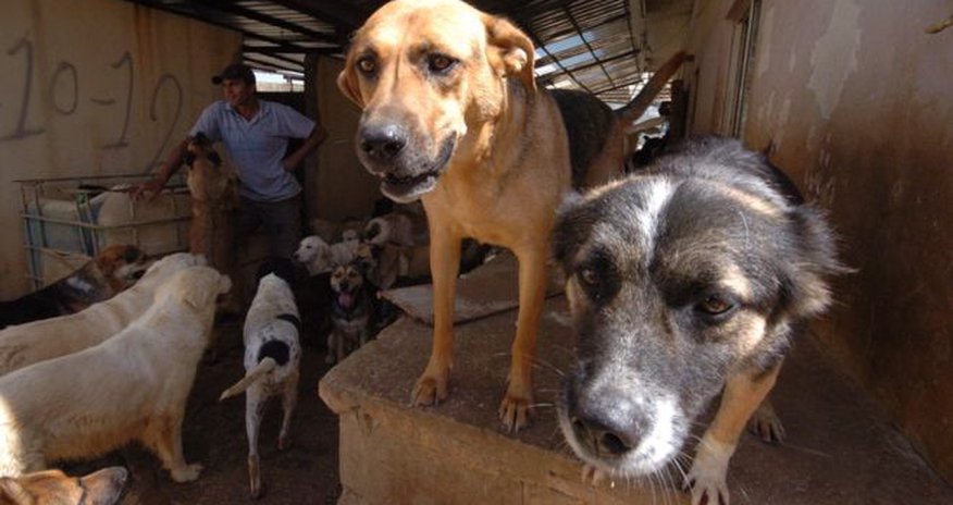 Lebanon's largest animal shelter under threat amid cash crisis Lebanon's largest animal shelter under threat amid cash crisis