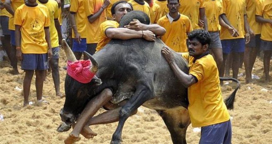 Why India bullfighting ban 'threatens native breeds' Why India bullfighting ban 'threatens native breeds'