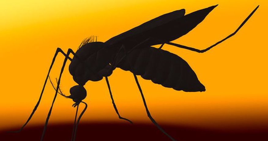 Unusual US Zika virus case baffles experts Unusual US Zika virus case baffles experts