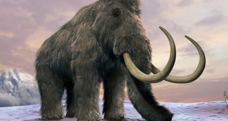 'Lack of water' killed last woolly mammoths 'Lack of water' killed last woolly mammoths