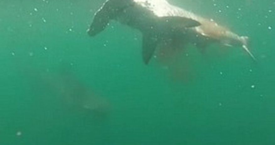 Сражение двух акул - ВИДЕО Сражение двух акул - ВИДЕО