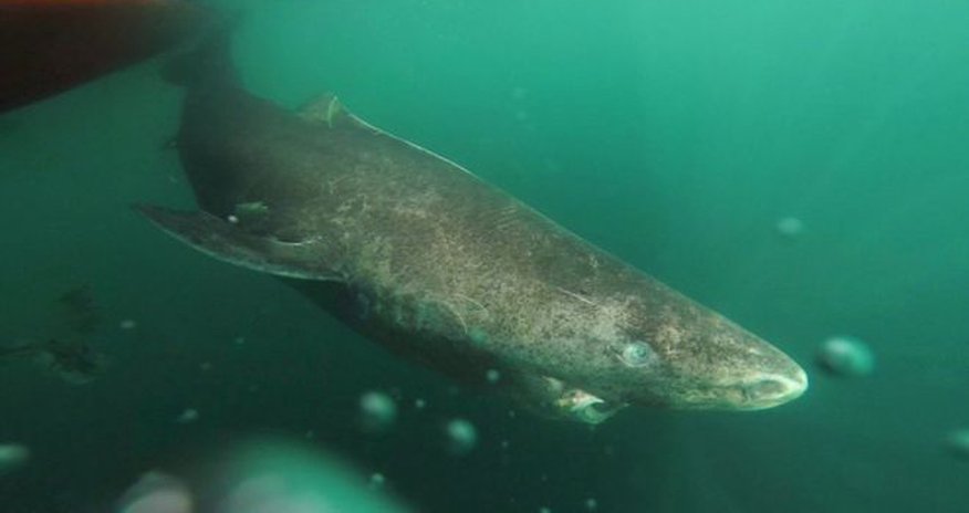400-year-old Greenland shark ‘longest-living vertebrate’ 400-year-old Greenland shark ‘longest-living vertebrate’
