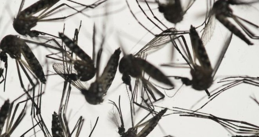 Zika linked to baby joint deformities Zika linked to baby joint deformities