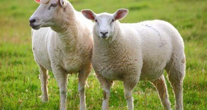 Qurbanlıq heyvanlar bu ünvanlarda satılacaq - SİYAHI Qurbanlıq heyvanlar bu ünvanlarda satılacaq - SİYAHI