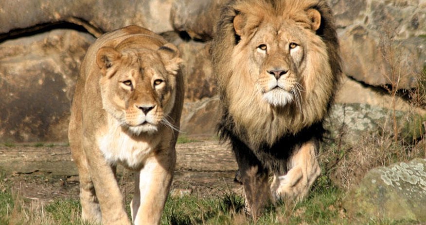 Şirlər zooparkdan qaçdı - İnsanlar təşviş içində Şirlər zooparkdan qaçdı - İnsanlar təşviş içində