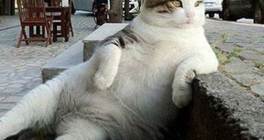 Tombili: Istanbul cat and worldwide meme honoured with statue Tombili: Istanbul cat and worldwide meme honoured with statue