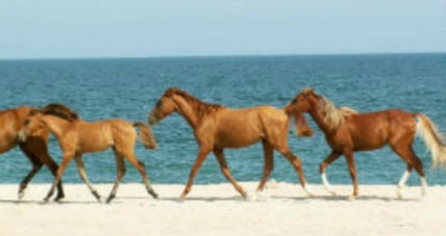 How War in Karabakh has Threatened the Existence of a Legendary Breed How War in Karabakh has Threatened the Existence of a Legendary Breed