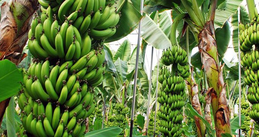 Ermənilər Qarabağda banan əkəcəklər Ermənilər Qarabağda banan əkəcəklər