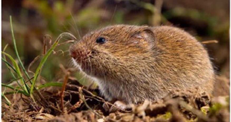 Stone Age people `roasted rodents for food` Stone Age people `roasted rodents for food`