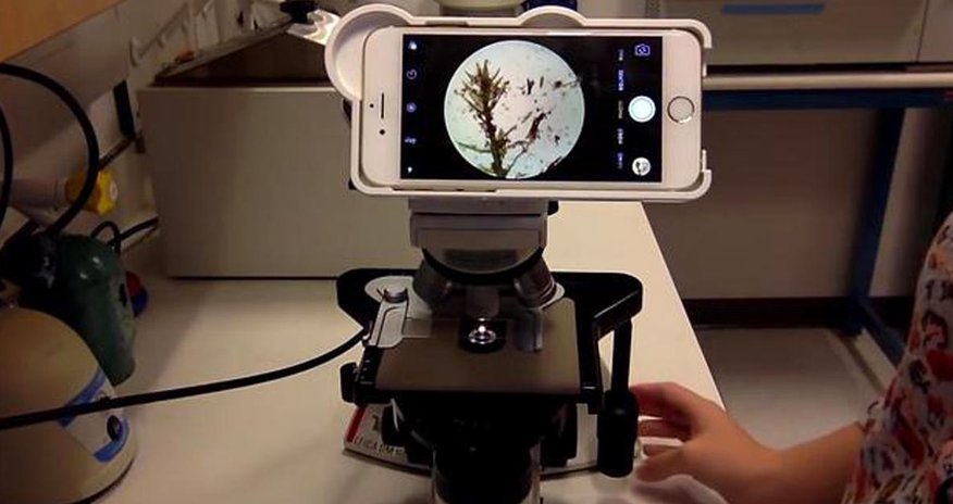 Ученые скрестили iPhone и микроскоп - ВИДЕО Ученые скрестили iPhone и микроскоп - ВИДЕО