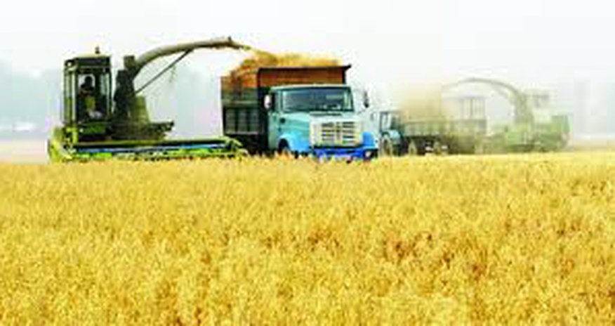 Azerbaijani agriculture supplies to Russia in Jan-Aug up by 25% Azerbaijani agriculture supplies to Russia in Jan-Aug up by 25%