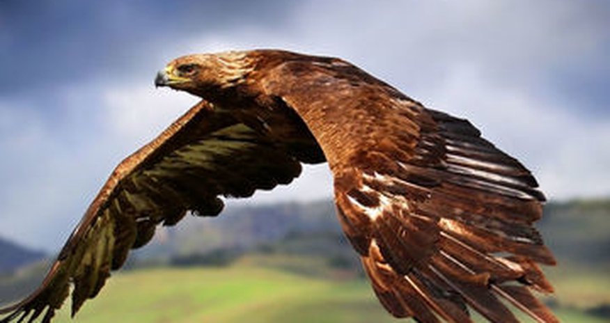 Eagles cost Australian company 9 drones and $100,000 in damages Eagles cost Australian company 9 drones and $100,000 in damages