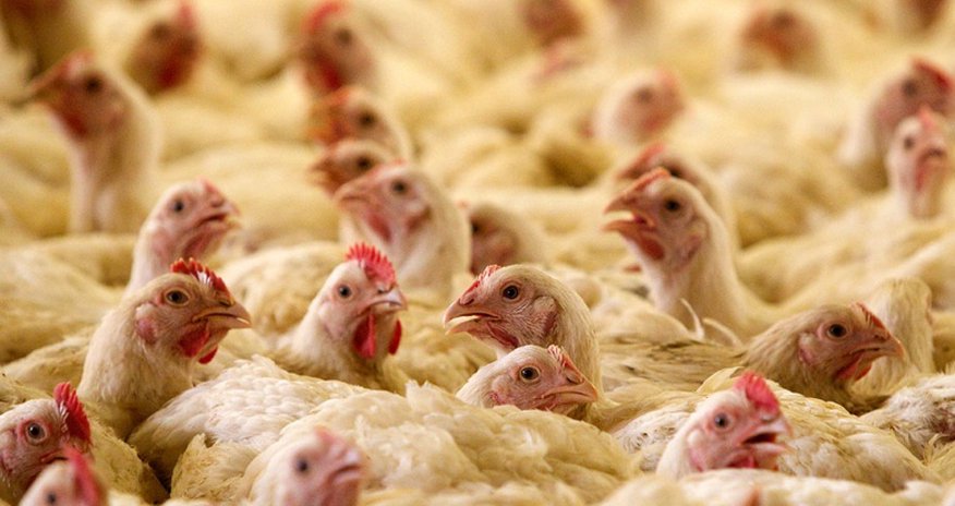 Запретили ввоз иранской продукции Запретили ввоз иранской продукции