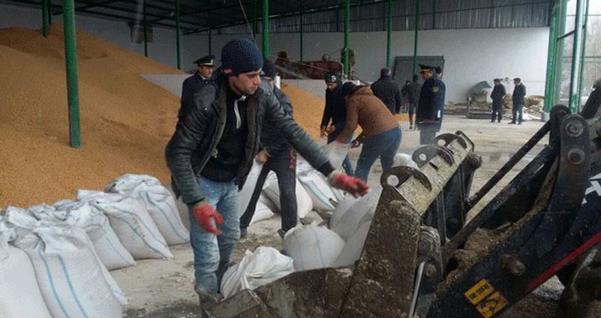 Karantin orqanizm aşkar olunan məhsul məhv edildi - FOTOLAR Karantin orqanizm aşkar olunan məhsul məhv edildi - FOTOLAR