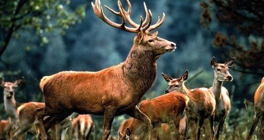 Azərbaycanda Safari Parkı yaradılacaq Azərbaycanda Safari Parkı yaradılacaq
