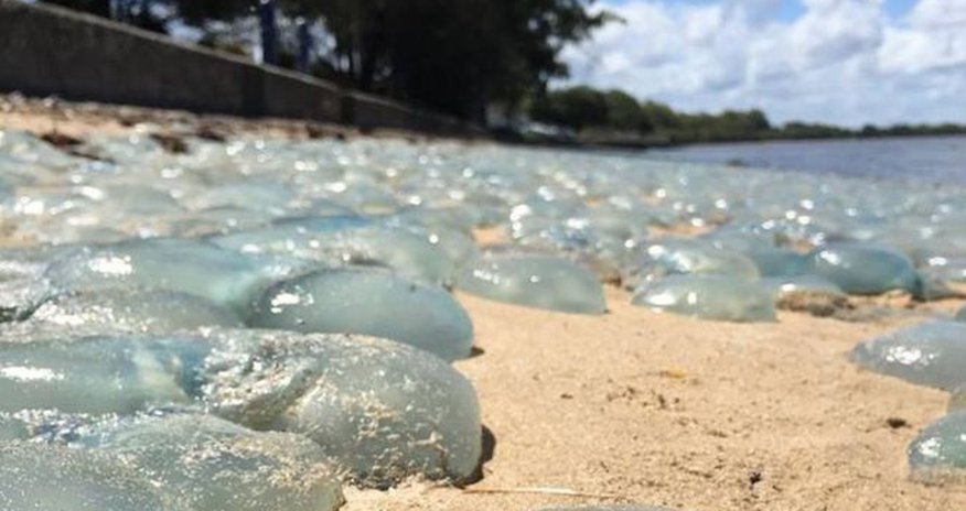 Jellyfish wash up 'like wallpaper' on Australian beach Jellyfish wash up 'like wallpaper' on Australian beach