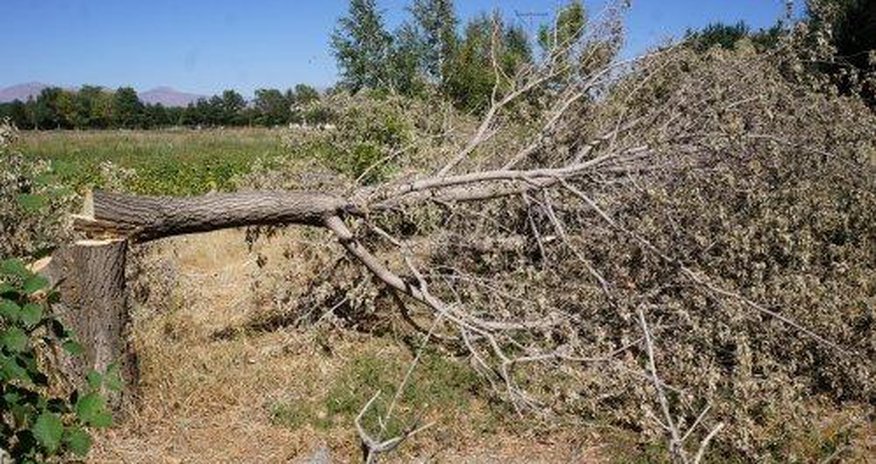 Azərbaycanda 16 yerdə ağaclar kəsilib Azərbaycanda 16 yerdə ağaclar kəsilib
